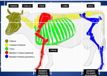 El gobierno argentino comenzará a regular las exportaciones de huesos por medio de la implementación de “valores referenciales”