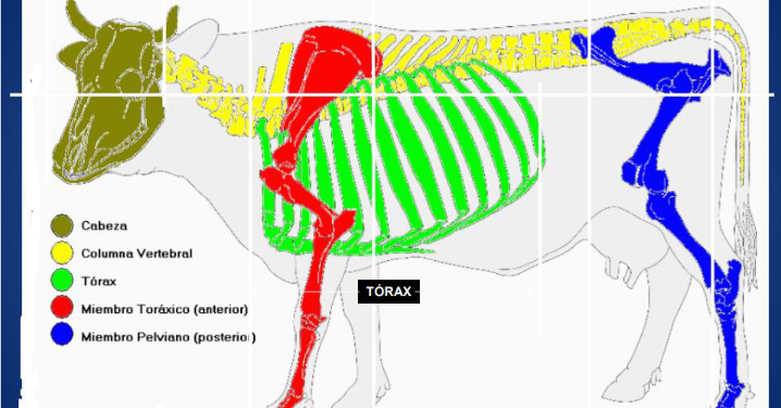 El gobierno argentino comenzará a regular las exportaciones de huesos por medio de la implementación de “valores referenciales”