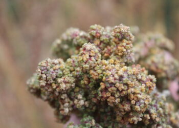 ¿Sabías que la quínoa también se produce en la Patagonia?