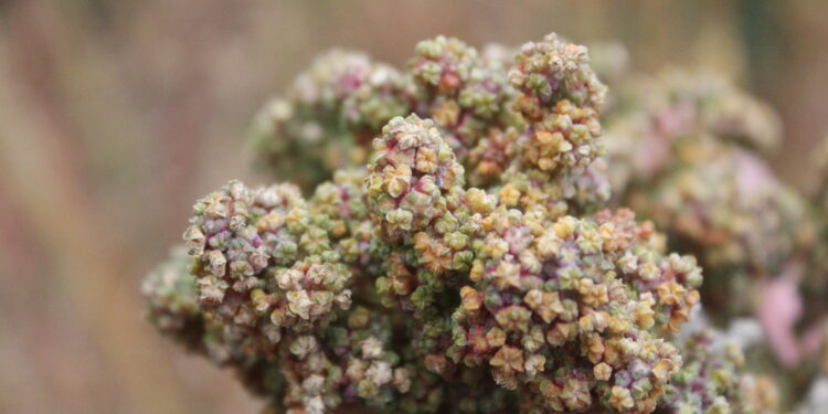 ¿Sabías que la quínoa también se produce en la Patagonia?