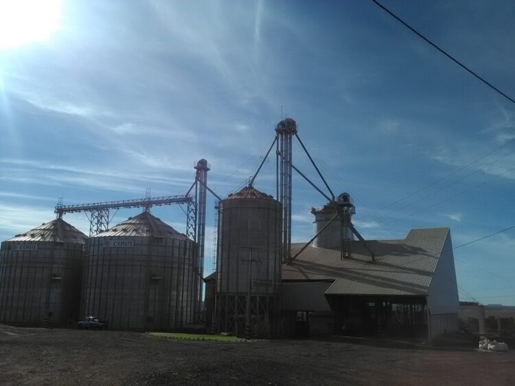 Se acerca Santa Rosa: ¿Por qué un rayo puede matar decenas de vacas en un campo y qué hacer para evitarlo?