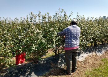 Salió la “compatibilidad” entre trabajo rural en las zafras y planes sociales: Regirá solo hasta 2023