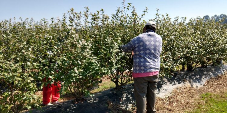 Salió la “compatibilidad” entre trabajo rural en las zafras y planes sociales: Regirá solo hasta 2023