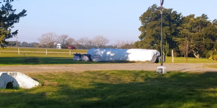 De silopapa a silobatata: En el INTA San Pedro ensayan nuevas formas de conservar las batatas para extender su vida útil y evitar la caída en los precios