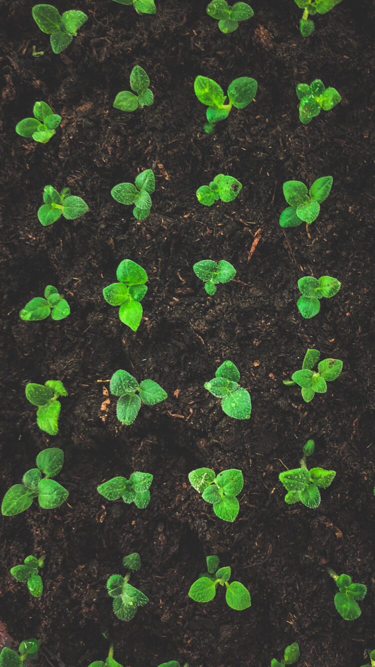 Una historia de “ututos”: Cómo fue que la familia Paz se puso a producir snacks de papa frita en Tafi del Valle, sobre las sierras del Aconquija