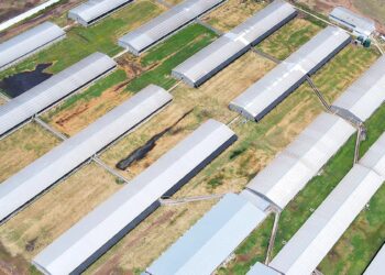 La familia Tocagni encontró en la actividad porcina el camino para reducir el riesgo creciente del negocio agrícola en campo arrendado