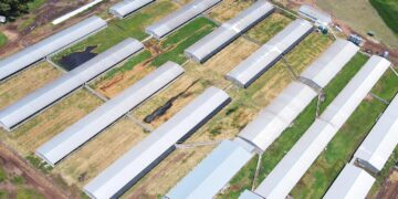 La familia Tocagni encontró en la actividad porcina el camino para reducir el riesgo creciente del negocio agrícola en campo arrendado