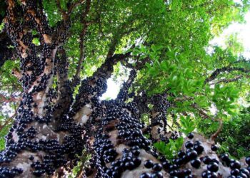 En Misiones rescatan especies nativas como la exótica Jaboticaba, un singular árbol cuyos frutos crecen pegados al tronco