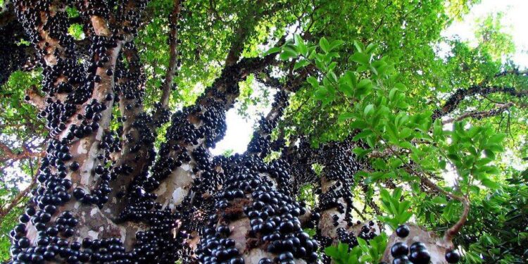 En Misiones rescatan especies nativas como la exótica Jaboticaba, un singular árbol cuyos frutos crecen pegados al tronco