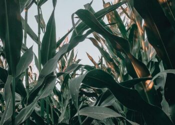 Sigue recuperándose el precio del maíz en línea con el avance de la sequía en el Medio Oeste de EE.UU.