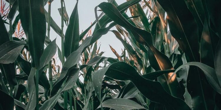 Sigue recuperándose el precio del maíz en línea con el avance de la sequía en el Medio Oeste de EE.UU.