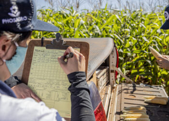 Factor alcista: Brasil blanqueó el desastre productivo que registró la campaña de maíz