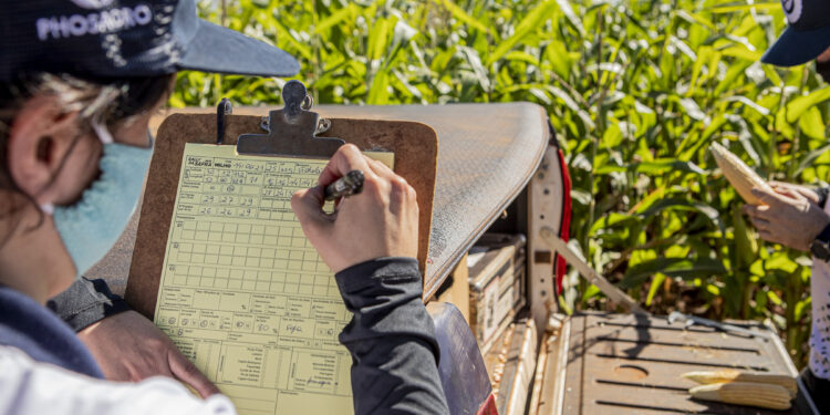 Factor alcista: Brasil blanqueó el desastre productivo que registró la campaña de maíz