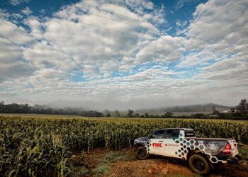 Ponele una ficha: Los fondos especulativos volvieron a realizar apuestas alcistas en maíz