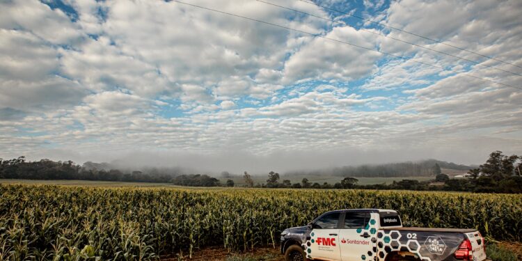 Ponele una ficha: Los fondos especulativos volvieron a realizar apuestas alcistas en maíz