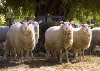 Luego de las nevadas intensas, los productores ovinos atraviesan este año otro desastre climático generado por la sequía