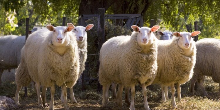 Luego de las nevadas intensas, los productores ovinos atraviesan este año otro desastre climático generado por la sequía