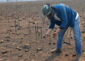 La producción de maíz en Paraguay ni siquiera lograría abastecer a la demanda interna debido al desastre climático