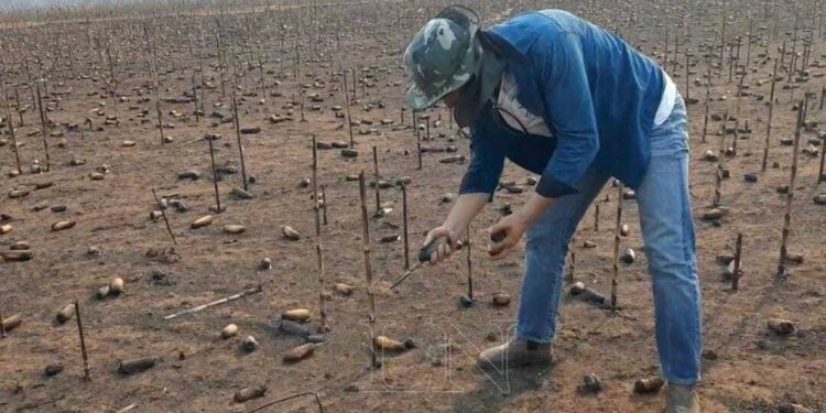 La producción de maíz en Paraguay ni siquiera lograría abastecer a la demanda interna debido al desastre climático