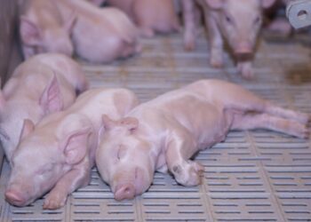 Fuerte suba del precio del capón: A pesar de la retirada china, el consumidor argentino sigue impulsando la demanda de carne porcina