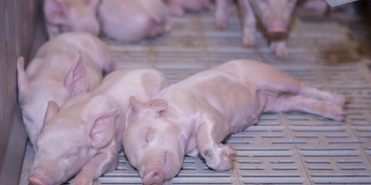 Fuerte suba del precio del capón: A pesar de la retirada china, el consumidor argentino sigue impulsando la demanda de carne porcina