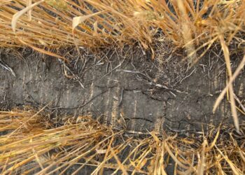 En 2021/22 el trigo argentino tiene una gran oportunidad comercial ante al fracaso de la cosecha en muchas naciones clave