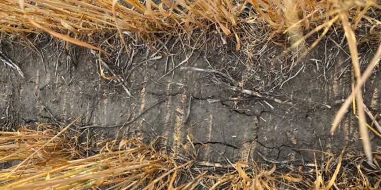 En 2021/22 el trigo argentino tiene una gran oportunidad comercial ante al fracaso de la cosecha en muchas naciones clave