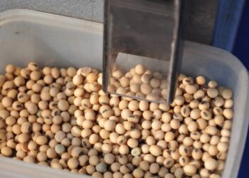 El sistema Bolsatech sigue vigente hasta el 28 de febrero de 2022: Luego nadie sabe qué sucederá