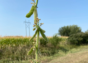 Subas para la soja en EE.UU. ante el temor de un agravamiento del daño por sequía en el sector oeste de la principal zona agrícola