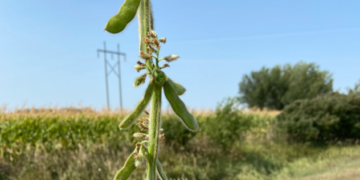 Subas para la soja en EE.UU. ante el temor de un agravamiento del daño por sequía en el sector oeste de la principal zona agrícola