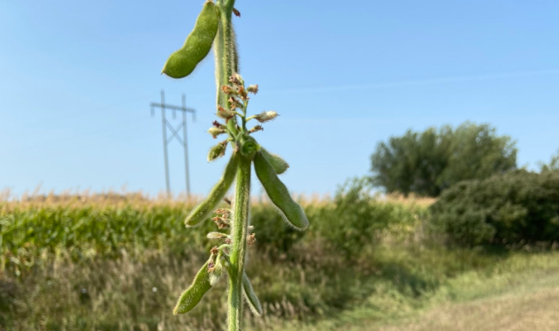 Subas para la soja en EE.UU. ante el temor de un agravamiento del daño por sequía en el sector oeste de la principal zona agrícola
