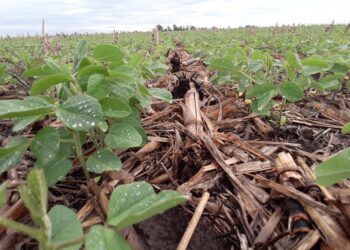 Empleados del año de la AFIP: En el primer semestre la recaudación generada por las retenciones sojeras se multiplicó por tres