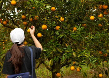 El agro no logró alcanzar aún el nivel de empleo prepandémico por las dificultades para encontrar trabajadores temporarios