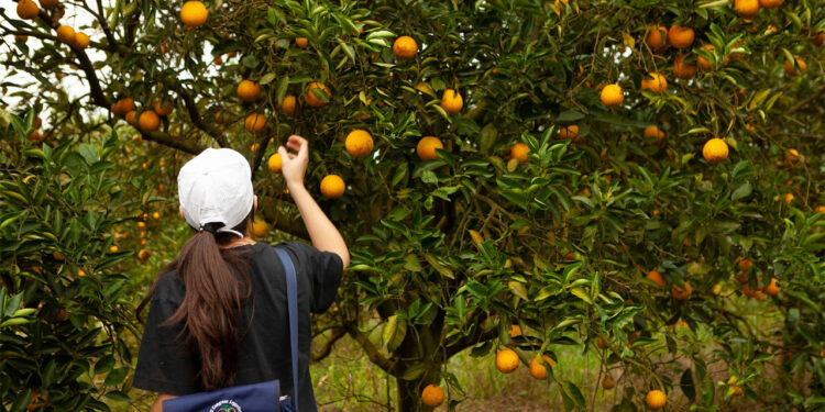 El agro no logró alcanzar aún el nivel de empleo prepandémico por las dificultades para encontrar trabajadores temporarios