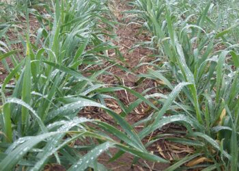 La ausencia de perspectivas de lluvias urgentes alejan la proyección de una súper cosecha de trigo argentina