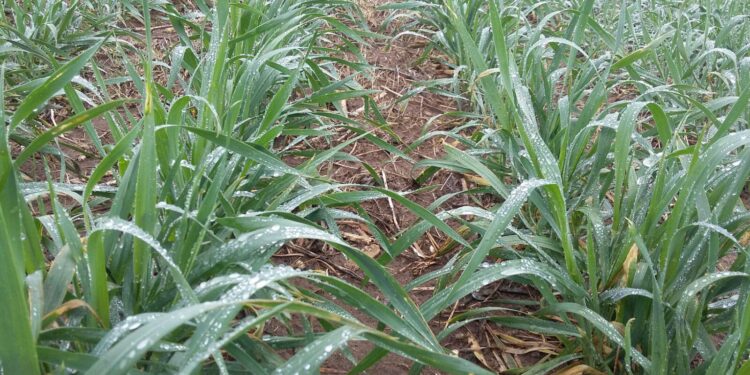 La ausencia de perspectivas de lluvias urgentes alejan la proyección de una súper cosecha de trigo argentina