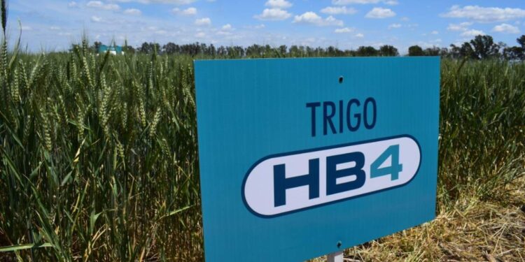 Al trigo HB4, el único transgénico aprobado por Alberto, lo corren por derecha y por izquierda: Movimiento sociales anuncian protestas  contra su siembra en el país