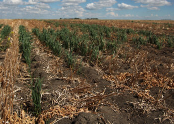 Se sigue cayendo la oferta exportable de trigo 2021/22 por el fracaso de la cosecha en naciones clave