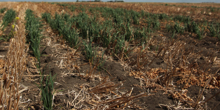 Se sigue cayendo la oferta exportable de trigo 2021/22 por el fracaso de la cosecha en naciones clave