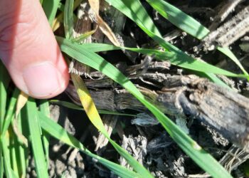 Ya está prácticamente finalizada la siembra argentina de trigo con más dudas que certezas sobre la evolución del cultivo