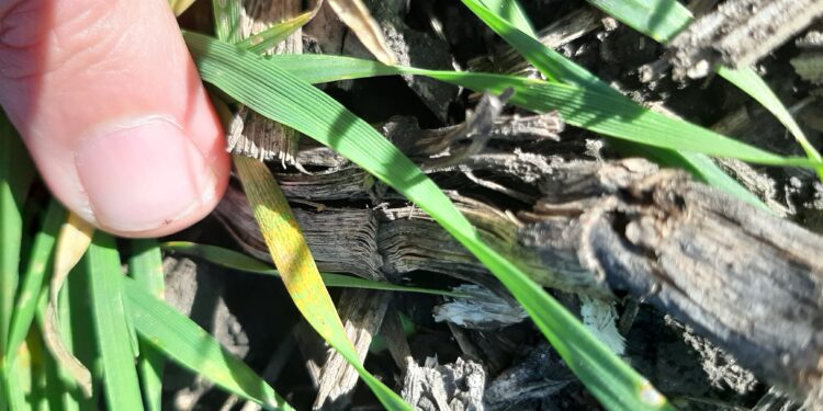 Ya está prácticamente finalizada la siembra argentina de trigo con más dudas que certezas sobre la evolución del cultivo