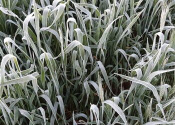 Heladas asesinas: Advierten que una nueva ola polar podría volver a golpear a los cultivos en el sur de Brasil