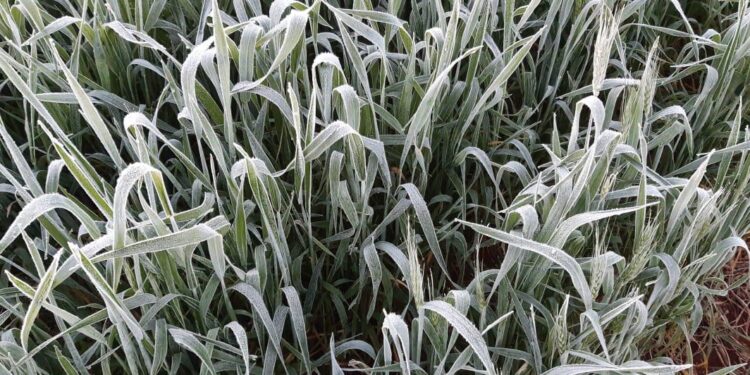 Heladas asesinas: Advierten que una nueva ola polar podría volver a golpear a los cultivos en el sur de Brasil