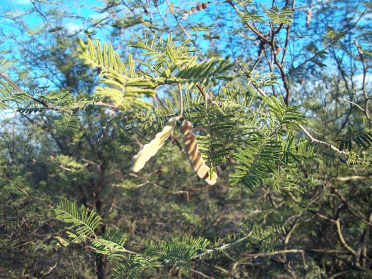 Pequeños campesinos producen “cabritos de monte” agroecológicos en Añatuya: Hasta los curan con medicinas naturales