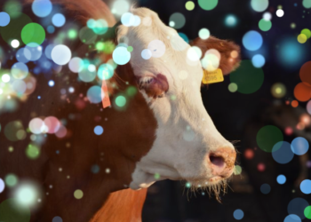 ¿Qué dice el nuevo informe de Panel Intergubernamental del Cambio Climático sobre el sector ganadero?