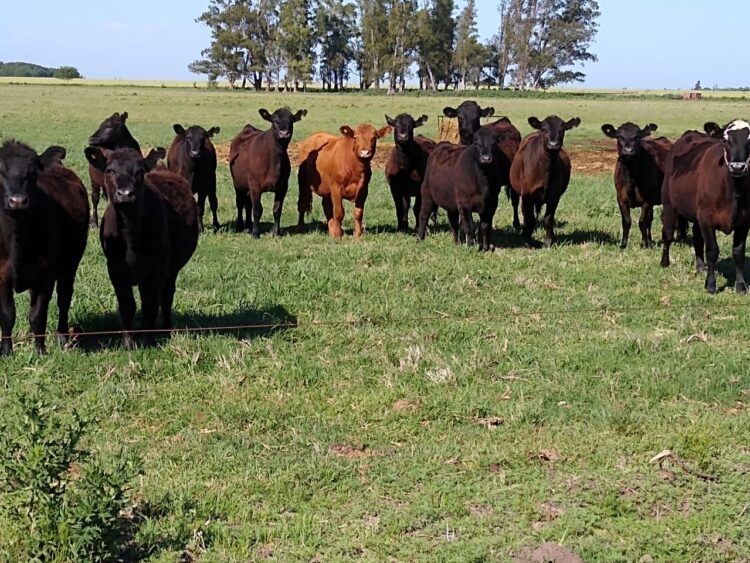 Inés Videla es una ganadera de casi 70 años que vive en medio del campo: “Yo reclamo caminos, educación, salud y sobre todo previsibilidad”