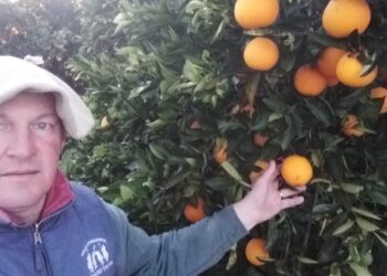 Los productores de cítricos del Litoral volvieron a la normalidad: Cobran por las naranjas y mandarinas menos que en 2020