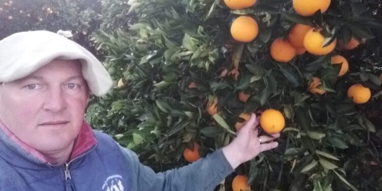 Los productores de cítricos del Litoral volvieron a la normalidad: Cobran por las naranjas y mandarinas menos que en 2020