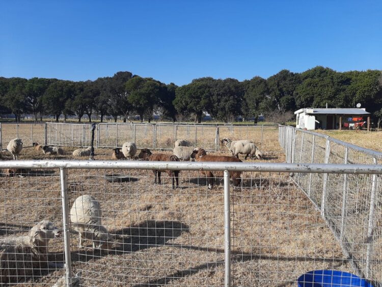 Cuestionando la idea de que toda actividad ganadera necesita de una alfalfa, el veterinario Javier Aguilar decidió aplicar un pastoreo rotativo para sus ovejas