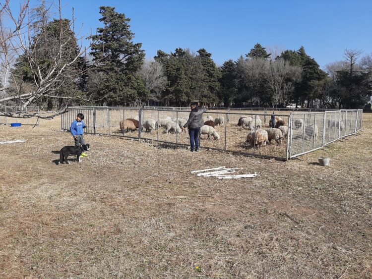 Cuestionando la idea de que toda actividad ganadera necesita de una alfalfa, el veterinario Javier Aguilar decidió aplicar un pastoreo rotativo para sus ovejas
